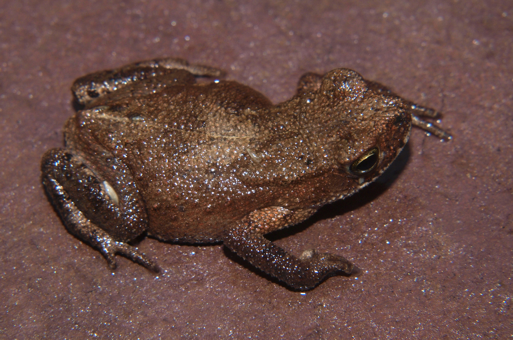 Urungu Toad