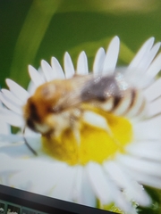 Colletes daviesanus