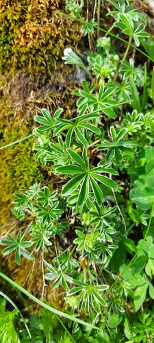 Alchemilla nitida, photograph 2