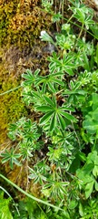 Alchemilla nitida, photograph (c) Gergely Nigg, some rights reserved (CC BY)