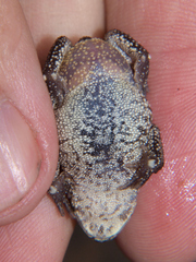 Sclerophrys urunguensis