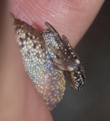Sclerophrys urunguensis