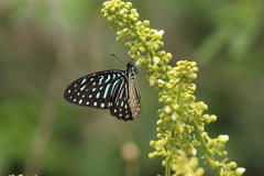 Graphium megarus