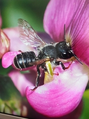 Megachile lapponica