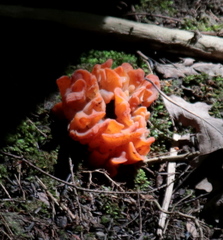 Guepinia helvelloides