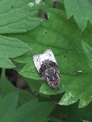 Apotomis betuletana