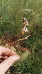Gladiolus permeabilis edulis