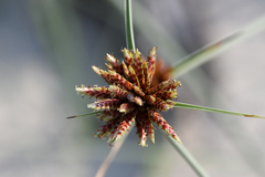 Cyperus capitatus