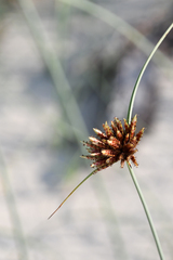 Cyperus capitatus