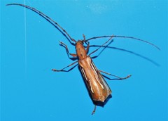 Eurymerus eburioides