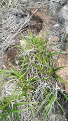 Xerophyta adendorffii