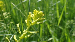 Uromyces pisi-sativi