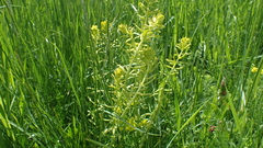 Uromyces pisi-sativi