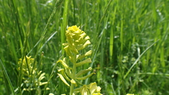 Uromyces pisi-sativi