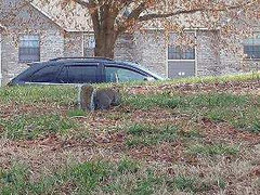 Sciurus carolinensis