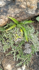 Xerophyta adendorffii