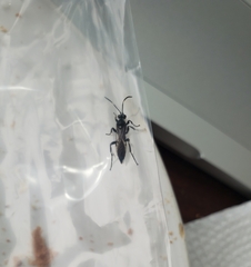 Orgichneumon calcatorius