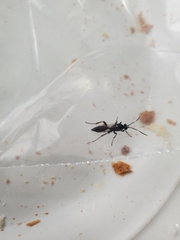 Orgichneumon calcatorius