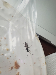 Orgichneumon calcatorius