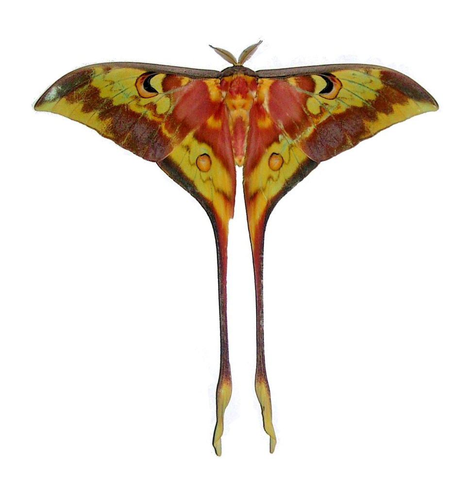 Kerala Moon Moth
