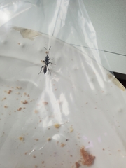 Orgichneumon calcatorius