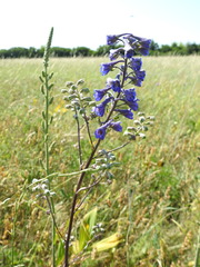 Delphinium elatum