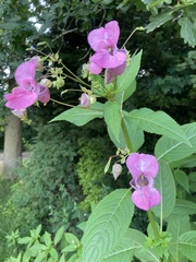 Impatiens glandulifera