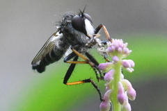 Neoitamus brevicomus