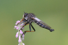 Neoitamus brevicomus