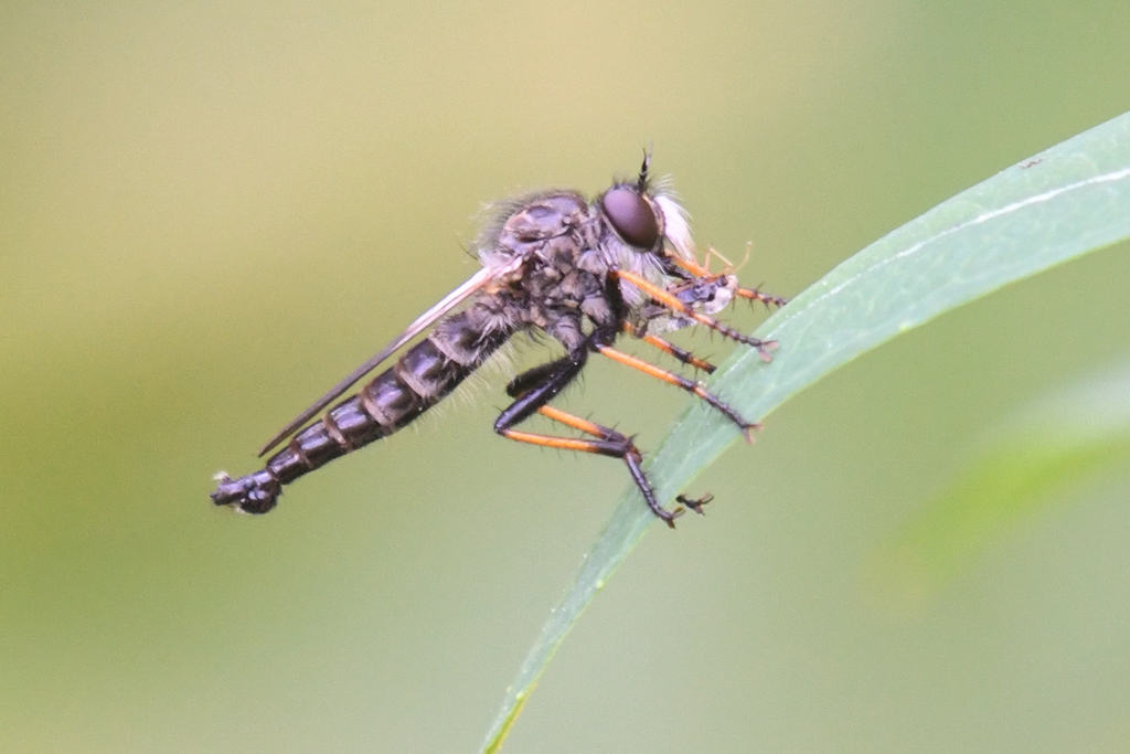 Northwestern Bentbristle