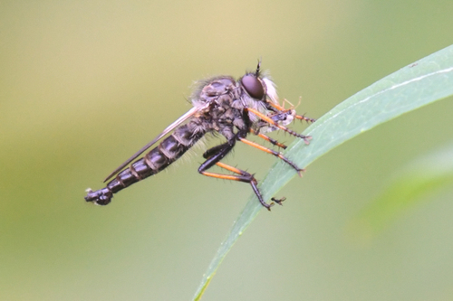 Northwestern Bentbristle