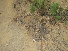 Anoplolepis custodiens