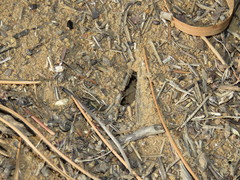 Anoplolepis custodiens