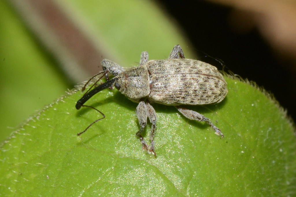 Dorytomus filirostris