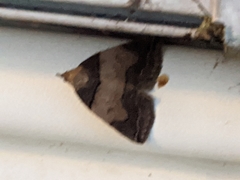 Zanclognatha laevigata