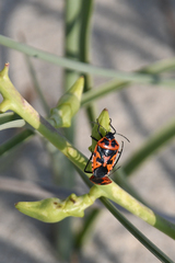Eurydema spectabilis