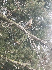 Turdus falcklandii