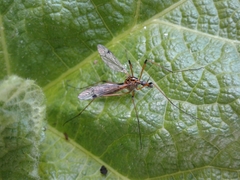 Tipula californica