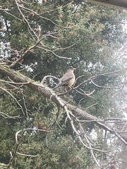 Turdus falcklandii