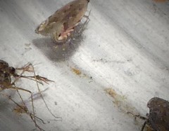 Battaristis concinnusella