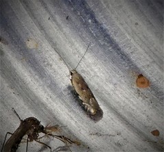 Battaristis concinnusella