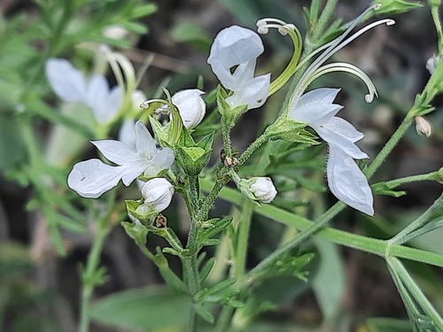 Teucrium orientale