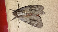Lapara coniferarum