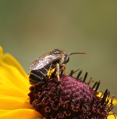 Halictus poeyi