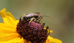 Halictus poeyi