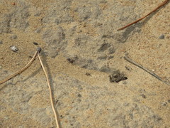 Anoplolepis custodiens