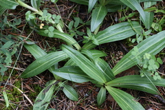 Gentiana cruciata cruciata