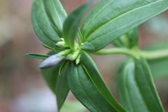 Gentiana cruciata cruciata