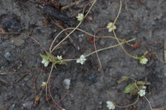 Cuscuta europaea