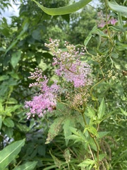 Filipendula rubra